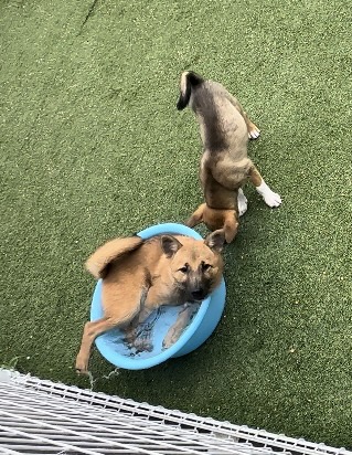 いきまる譲渡会