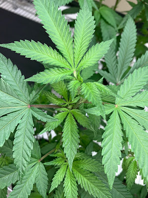 Photo of 64 Dispensary