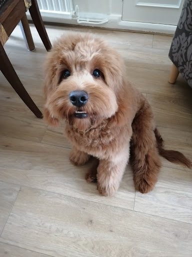 One Lucky Pup Hoole - Thumbnail