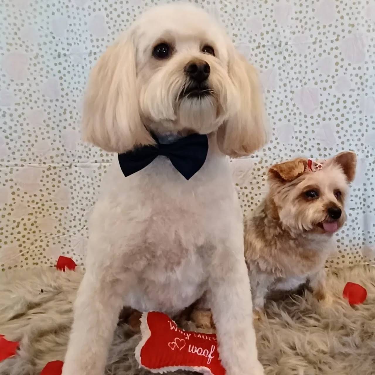 Grooming by Alex & Sarah Pet Groomer in West Babylon