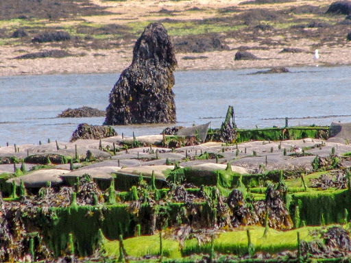 Menhir de Menozac’h (visible uniquement à marée basse) - Thumbnail