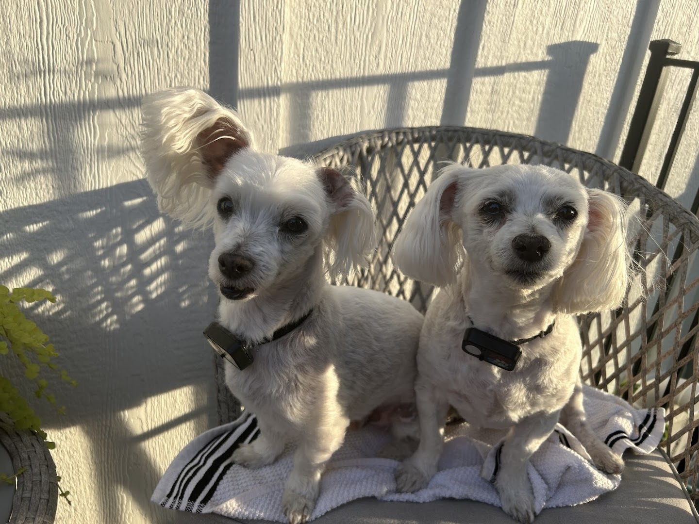 Alexander's Pet Grooming
