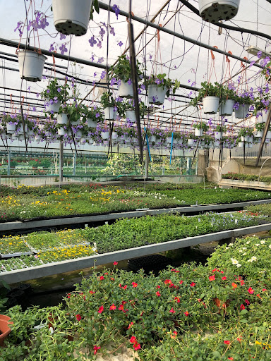Floricoltura Santarini Gallery - Italy