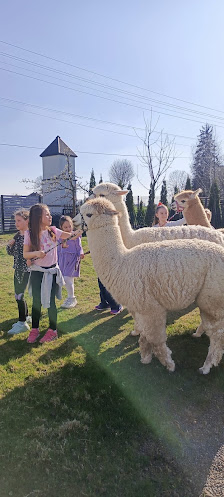 Alpacza Pasja - Studzionka