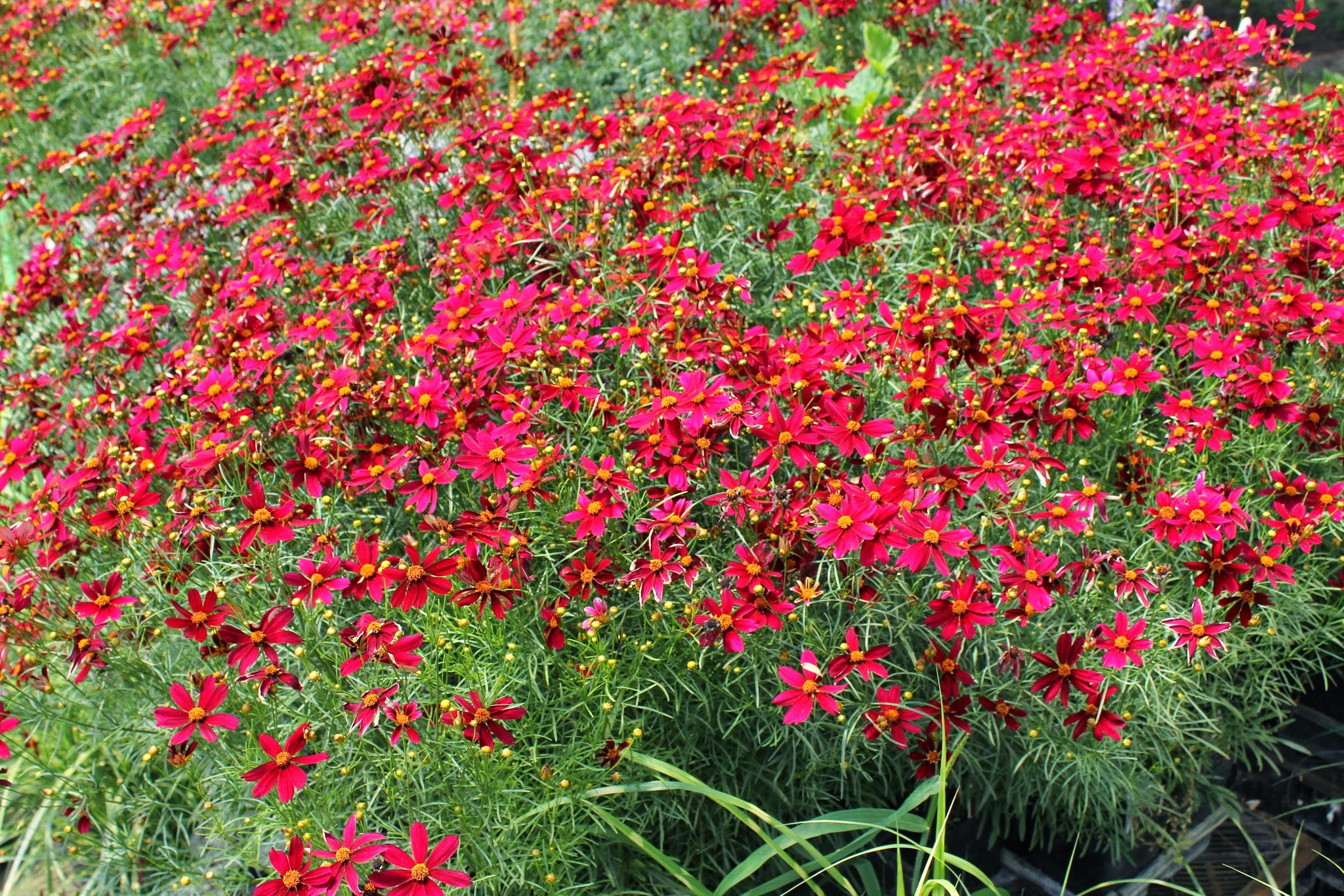 Blue River Nursery