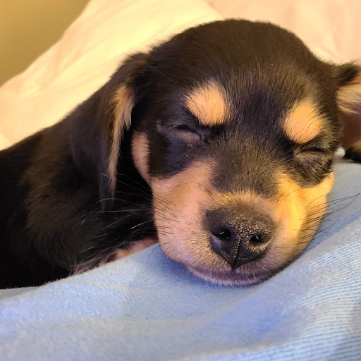 Little Miami Veterinary Services