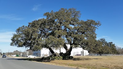 Survivor Oak