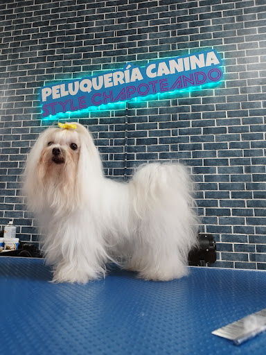 Chapoteando Vélez Rubio Peluquería Canina y Autolavado de mascotas Logo