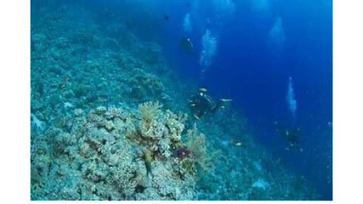 Diving Puglia D.C. - Visual