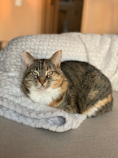 PAWSific Northwest Mobile Vet Gallery - United States