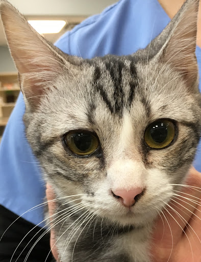 LazyPaw Animal Hospitals Gallery - United States