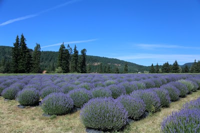 Lavender Valley