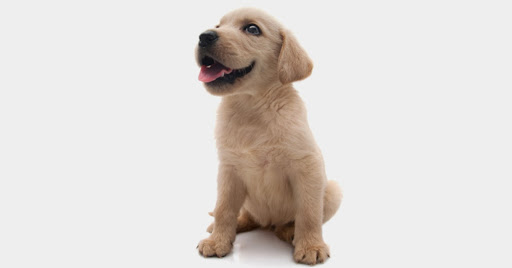 Smylie Animal Clinic