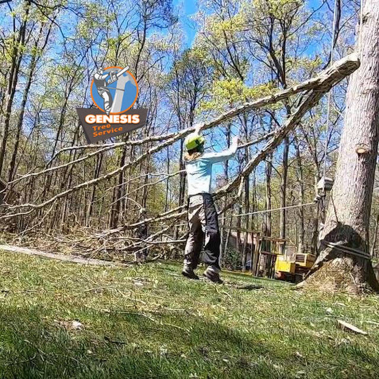 Manassas Tree Service - Tree Removal - Timber Works Tree Care