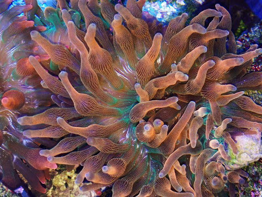 Eco Reef Corals - Thumbnail