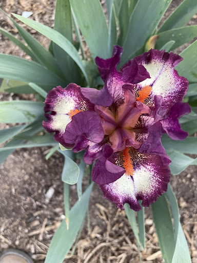Bloomer-Rang Iris Farm - Thumbnail