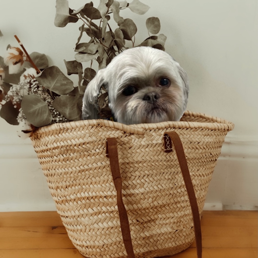 G Mobile Pet Spa - Thumbnail