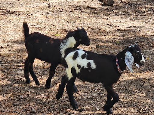 Granny's Farm