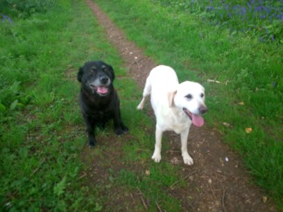 Galtres Veterinary Surgery - Thumbnail