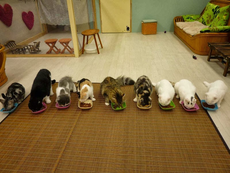 本格的ねこ倶楽部ねこコレ