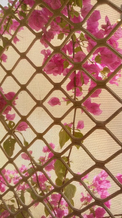Photos of Al Ain Ladies Park (Al Basra Park)