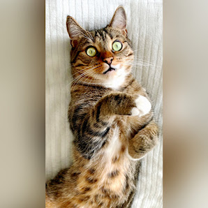 Vanessa's Katzensitting - Heidgraben