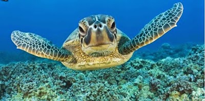 Photos of Croisierenet.com