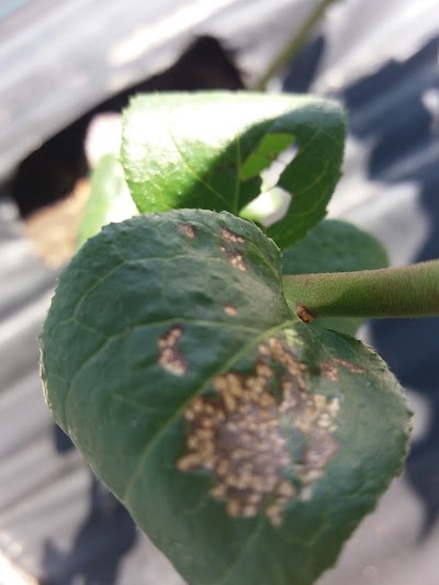 Photos of Darwin perennials