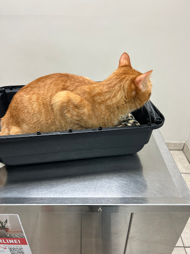 Thunderbird Animal Hospital - Thumbnail