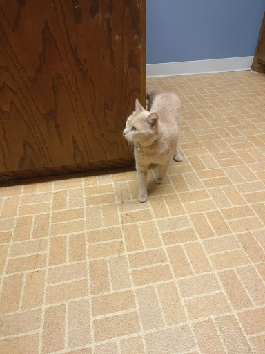 Arlington Animal Clinic - MVVS Gallery - United States