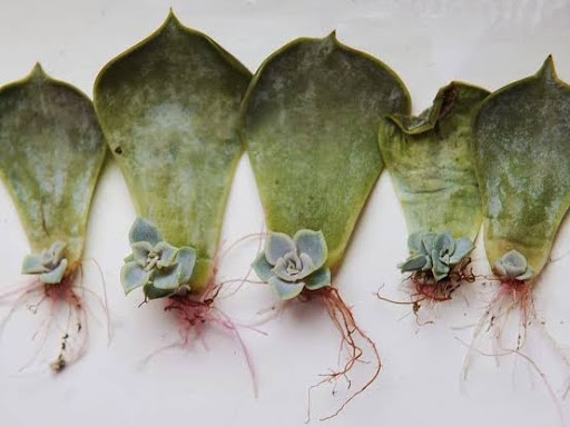 We teach how to grow ceculand at Home By Leafa post image