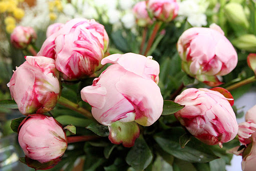 L'Arrosoir Fleuri - Thumbnail