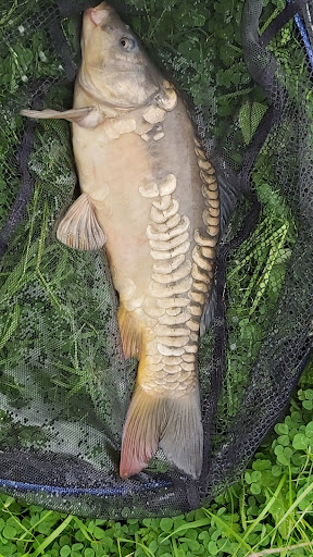Benlee Fishing - Thumbnail