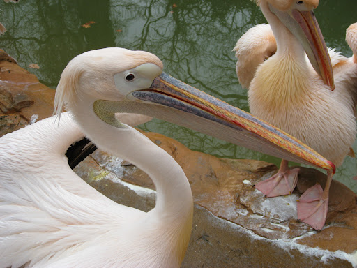 Pelican Walk through - Thumbnail