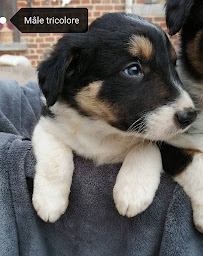 Photo n°14 de Domaine de la bourreliere à Boussières-sur-Sambre (Éleveur)