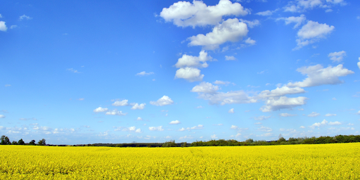 Haushaltsauflösungen - Walter H. Flügel