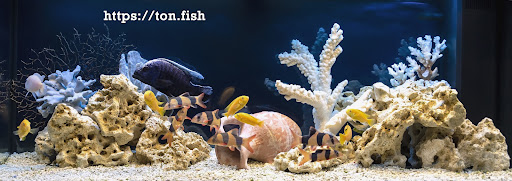 Ton.Fish - Visual