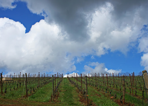Visit Corvallis - Visual