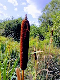 Askham Bog york