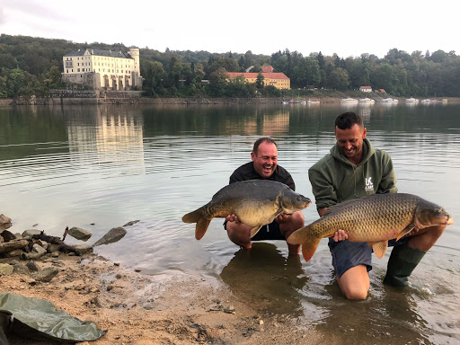 Carp Colours - Visual