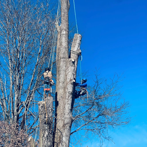 NICOLAS TREE SERVICE