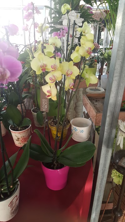 Photos of Green Touch flowers
