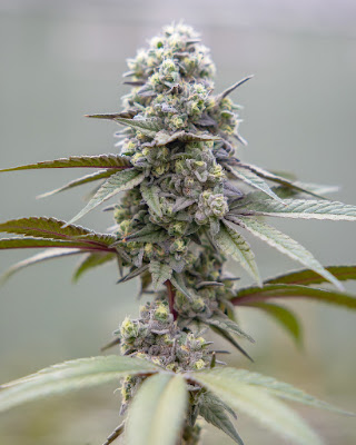 Photo of Pecos Valley Production - Dispensary & Wholesale