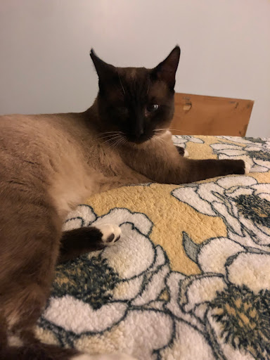 Pettable - Visual