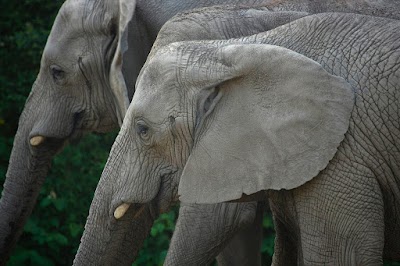 Photos of Roger Williams Park Zoo