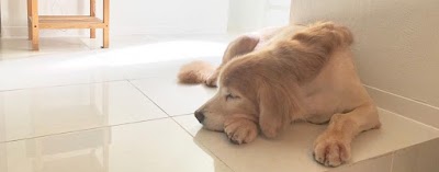 ドッグホテル レトノワ