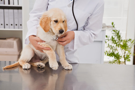 Arlington Animal Hospital