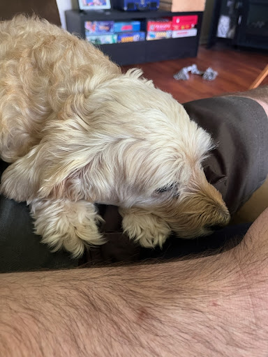 Fairborn Animal Hospital - Thumbnail