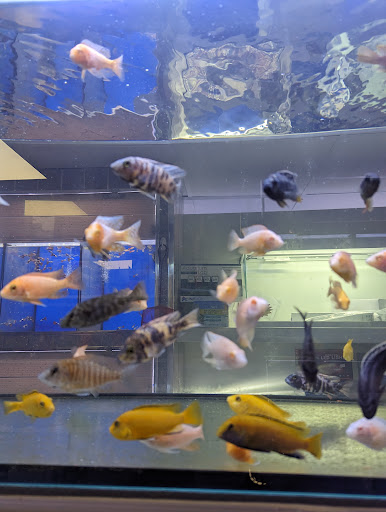 PEMFISH.com LTD - Visual