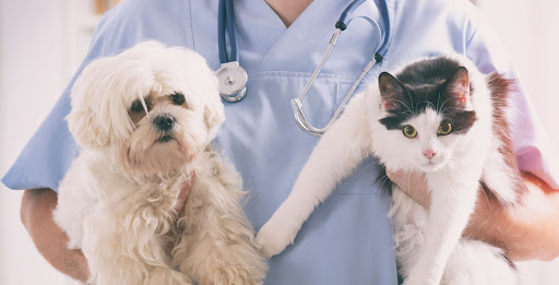 Pet health care in Gota is becoming a priority for responsible pet owners who want to ensure the… post image